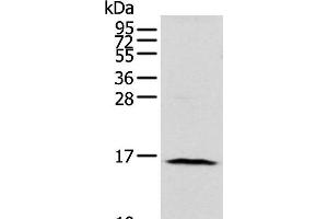 Western blot analysis of 293T cell using NUDT10 Polyclonal Antibody at dilution of 1:800 (NUDT10 抗体)