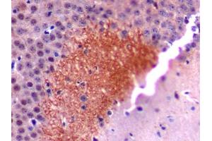 Immunohistochemistry (IHC) image for anti-Secretogranin II (SCG2) (AA 11-187) antibody (ABIN1860502)