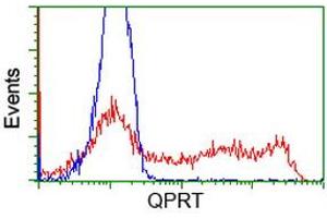 Image no. 2 for anti-Quinolinate Phosphoribosyltransferase (QPRT) antibody (ABIN1500530) (QPRT 抗体)
