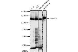 Western blot analysis of extracts of various cell lines, using CTNN antibody (ABIN7266136) at 1:1000 dilution. (CTNNA3 抗体  (AA 1-240))
