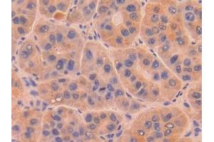 Immunohistochemistry (IHC) image for anti-Deoxyribonuclease I (DNASE1) (AA 19-259) antibody (ABIN7433180)