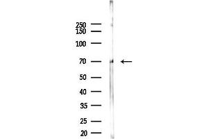 anti-Interferon Regulatory Factor 7 (IRF7) (pSer439) antibody