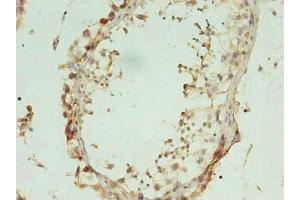 Immunohistochemistry of paraffin-embedded human testis tissue using ABIN7157774 at dilution of 1:100 (L2HGDH 抗体  (AA 52-463))