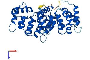 ANXA8L2 Protein (AA 1-327) (His tag)