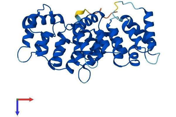 ANXA8L2 Protein (AA 1-327) (His tag)