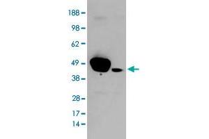 HEK293 overexpressing ERK1 and probed with MAPK3 polyclonal antibody  (mock transfection in second lane), tested by Origene. (ERK1 抗体)