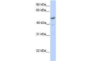 WB Suggested Anti-ST3GAL1 Antibody Titration:  0. (ST3GAL1 抗体  (C-Term))
