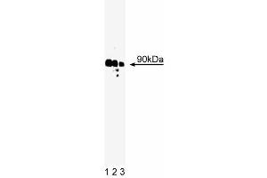 Western blot analysis of Rsk on A431 cell lysate. (RPS6KA1 抗体  (AA 1-184))