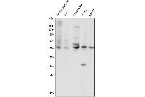 Western blot analysis of SLC2A1 using anti-SLC2A1 antibody (ABIN3043927).