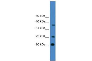 WB Suggested Anti-CASP4 Antibody Titration: 0.