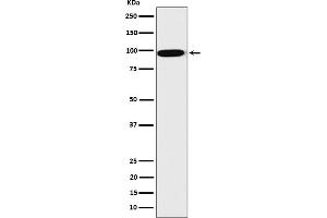 Western blot analysis of CLPTM1 expression in HepG2 cell lysate.
