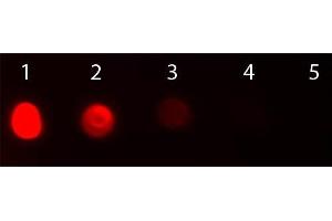 Dot Blot of Rabbit anti-Fab2 Bovine IgG Antibody Texas Red Conjugated.
