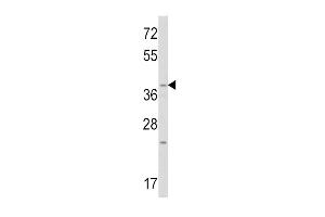 Western blot analysis of WNT1 Antibody (C-term) (ABIN390755 and ABIN2841013) in mouse heart tissue lysates (35 μg/lane).