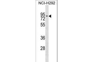 ZN Antibody (Center) (ABIN1538077 and ABIN2849760) western blot analysis in NCI- cell line lysates (35 μg/lane). (ZNF551 抗体  (AA 208-235))