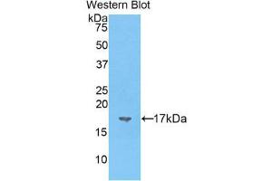 Western Blotting (WB) image for anti-Vasoactive Intestinal Peptide (Vip) (AA 28-159) antibody (ABIN1860939) (Vip 抗体  (AA 28-159))