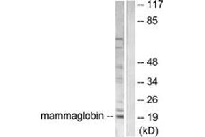 Western blot analysis of extracts from HepG2 cells, using Mammaglobin Antibody. (Mammaglobin 抗体  (AA 41-90))