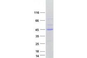 Validation with Western Blot (FOXI2 Protein (Myc-DYKDDDDK Tag))
