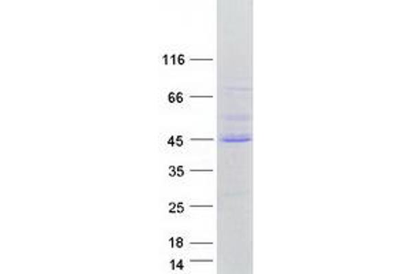 FOXI2 Protein (Myc-DYKDDDDK Tag)