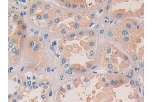 IHC-P analysis of Human Kidney Tissue, with DAB staining. (NUCB2 抗体  (AA 25-104))