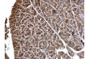 IHC-P Image HADH antibody detects HADH protein at mitochondria on mouse liver by immunohistochemical analysis. (HADH 抗体)