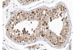 ABIN6266971 at 1/100 staining human testis tissue sections by IHC-P. (GPRASP1 抗体  (Internal Region))