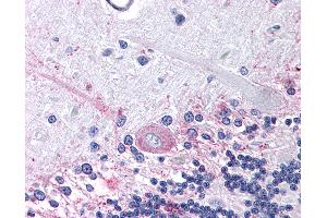 Anti-PTGER3 / EP3 antibody IHC of human brain, cerebellum. (PTGER3 抗体  (Cytoplasmic Domain))