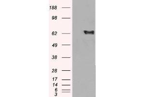 Western Blotting (WB) image for EH-Domain Containing 2 (EHD2) peptide (ABIN369793) (EH-Domain Containing 2 (EHD2) Peptide)