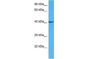 Host:  Mouse  Target Name:  NKX6-1  Sample Tissue:  Mouse Liver  Antibody Dilution:  1ug/ml (NKX6-1 抗体  (N-Term))