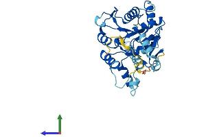 Protein Structure (PS) image for C1GALT1-Specific Chaperone 1 (C1GALT1C1) (AA 1-316) protein (His tag) (ABIN7561708)