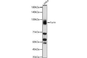 Western blot analysis of extracts of HeLa cells, using Furin antibody (ABIN6127933, ABIN6140815, ABIN6140817 and ABIN6223322) at 1:1000 dilution. (FURIN 抗体  (AA 120-370))