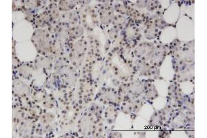 Immunoperoxidase of monoclonal antibody to S100B on formalin-fixed paraffin-embedded human salivary gland. (S100B 抗体  (AA 1-92))