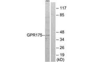 Western blot analysis of extracts from 293 cells, using GPR175 Antibody. (GPR175 抗体  (AA 198-247))