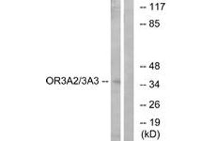 Western blot analysis of extracts from MCF-7 cells, using OR3A2/3 Antibody. (OR3A2/3 抗体  (AA 65-114))