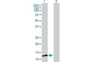 Western Blot analysis of MAGOHB expression in transfected 293T cell line by MAGOHB MaxPab polyclonal antibody.
