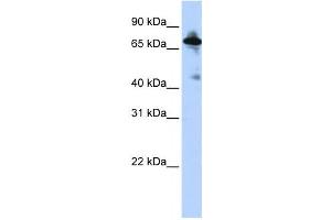 Western Blotting (WB) image for anti-Solute Carrier Family 9 (Sodium/hydrogen Exchanger), Member 8 (SLC9A8) antibody (ABIN2458795) (NHE8 抗体)