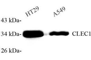 Western blot analysis of CLEC1 (ABIN7073246) at dilution of 1: 1000 (CLEC1A 抗体)