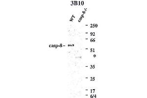 Western blot using anti-Caspase-8 (mouse), mAb (3B10)  detecting endogenous caspase-8 in MEFs from WT mice, but not in MEFs from caspase-8-/- mice. (Caspase 8 抗体)