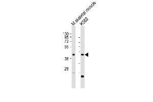 All lanes : Anti-ACTL6A Antibody (N-term) at 1:2000 dilution Lane 1: mouse skeletal muscle lysates Lane 2: K562 whole cell lysates Lysates/proteins at 20 μg per lane. (BAF53A 抗体  (N-Term))