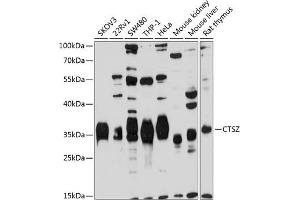Western blot analysis of extracts of various cell lines, using CTSZ antibody (ABIN3016448, ABIN3016449, ABIN3016450 and ABIN6219750) at 1:1000 dilution. (Cathepsin Z 抗体  (AA 1-303))