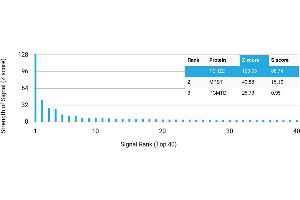 Protein Array (PAr) image for anti-Teashirt Zinc Finger Homeobox 2 (tshz2) antibody (ABIN7455966) (TSHZ2 抗体)