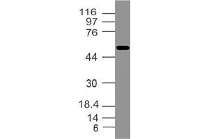 Image no. 1 for anti-Interferon Activated Gene 202B (Ifi202b) (AA 200-430) antibody (ABIN5027289) (Ifi202b 抗体  (AA 200-430))