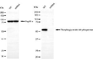 Western blotting analysis using phosphoglycerate dehydrogenase antibody (ABIN7799808). (PHGDH 抗体)