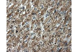 Image no. 13 for anti-Amyloid beta (A4) Precursor Protein (APP) antibody (ABIN1496877) (APP 抗体)