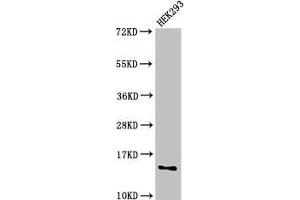 Western Blot Positive WB detected in: HEK293 whole cell lysate All lanes: SNRPD1 antibody at 2. (SNRPD1 抗体  (AA 1-119))