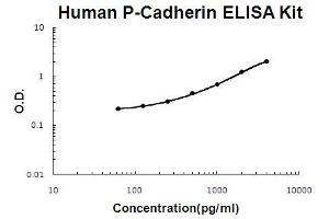 Human P-Cadherin PicoKine ELISA Kit standard curve (P-Cadherin ELISA 试剂盒)