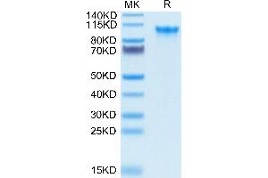 CD93 Protein (CD93) (AA 22-580) (His-Avi Tag,Biotin)