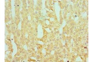 Immunohistochemistry of paraffin-embedded human adrenal gland tissue using ABIN7166367 at dilution of 1:100 (SERPINA1 抗体  (AA 165-444))