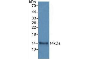 Western blot analysis of recombinant Human IL33. (IL-33 抗体  (AA 112-270))
