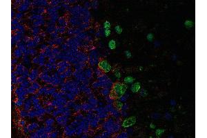 Indirect immunolabeling of PFA fixed, paraffin embedded mouse cerebellum with rabbit anti-GAT 3 (dilution 1 : 500; red) and chicken anti-parvalbumin (, dilution 1 : 500; green).