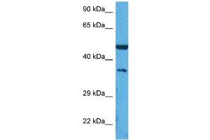 Western Blotting (WB) image for anti-Secreted phosphoprotein 1 (SPP1) (C-Term) antibody (ABIN2774904)